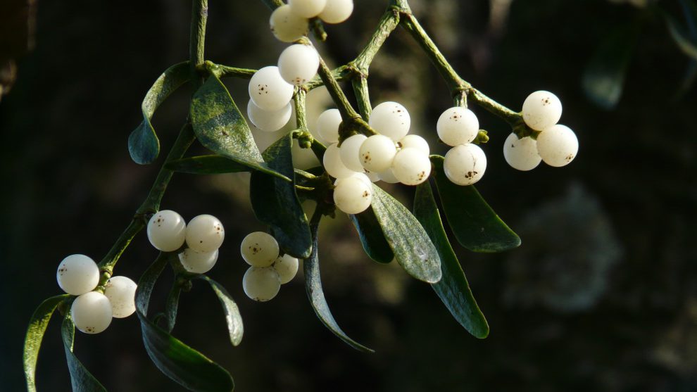 History of Mistletoe