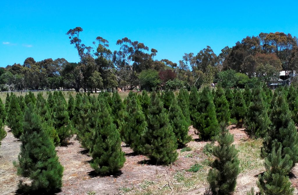 Christmas tree farm in Victoria, Australia under clear blue skies